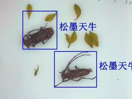 物聯網天牛智能監測系統圖片2