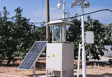 廣東梅州梅州冠誠柚子基 廣東梅州梅州冠誠柚子基